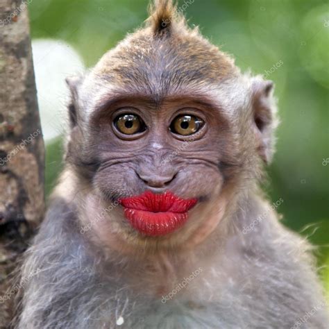 pics of funny monkeys|female monkey funny pic.